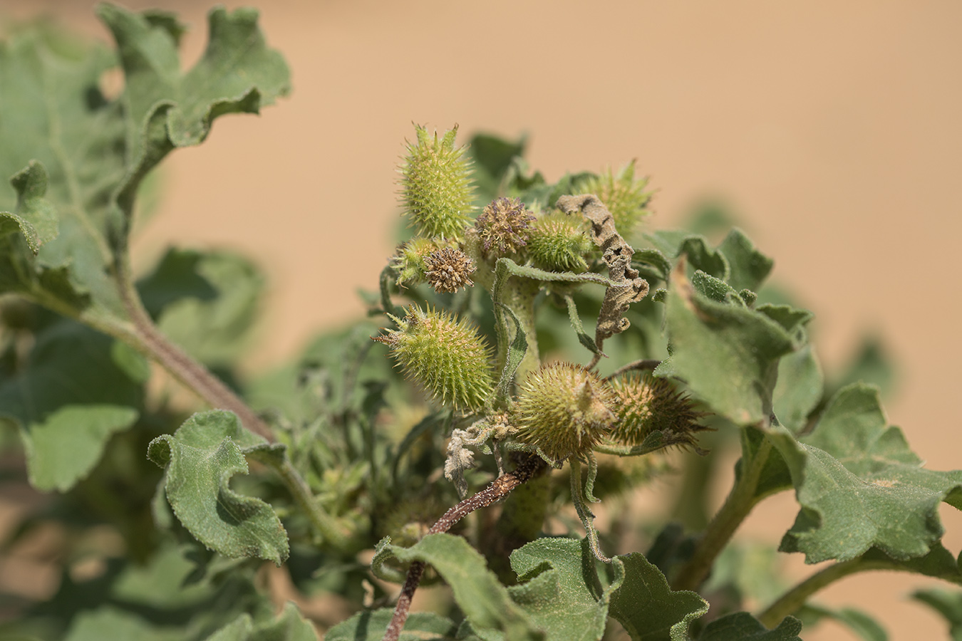 Image of Xanthium orientale specimen.