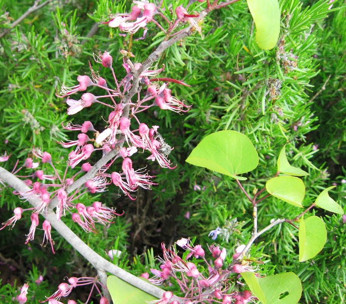 Image of Cercis griffithii specimen.