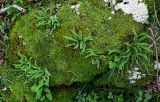 Asplenium trichomanes