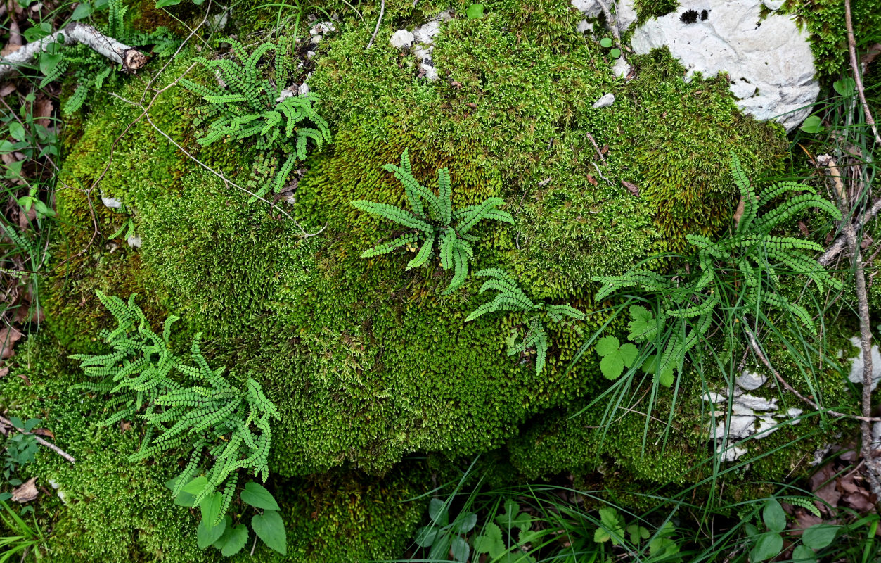 Изображение особи Asplenium trichomanes.