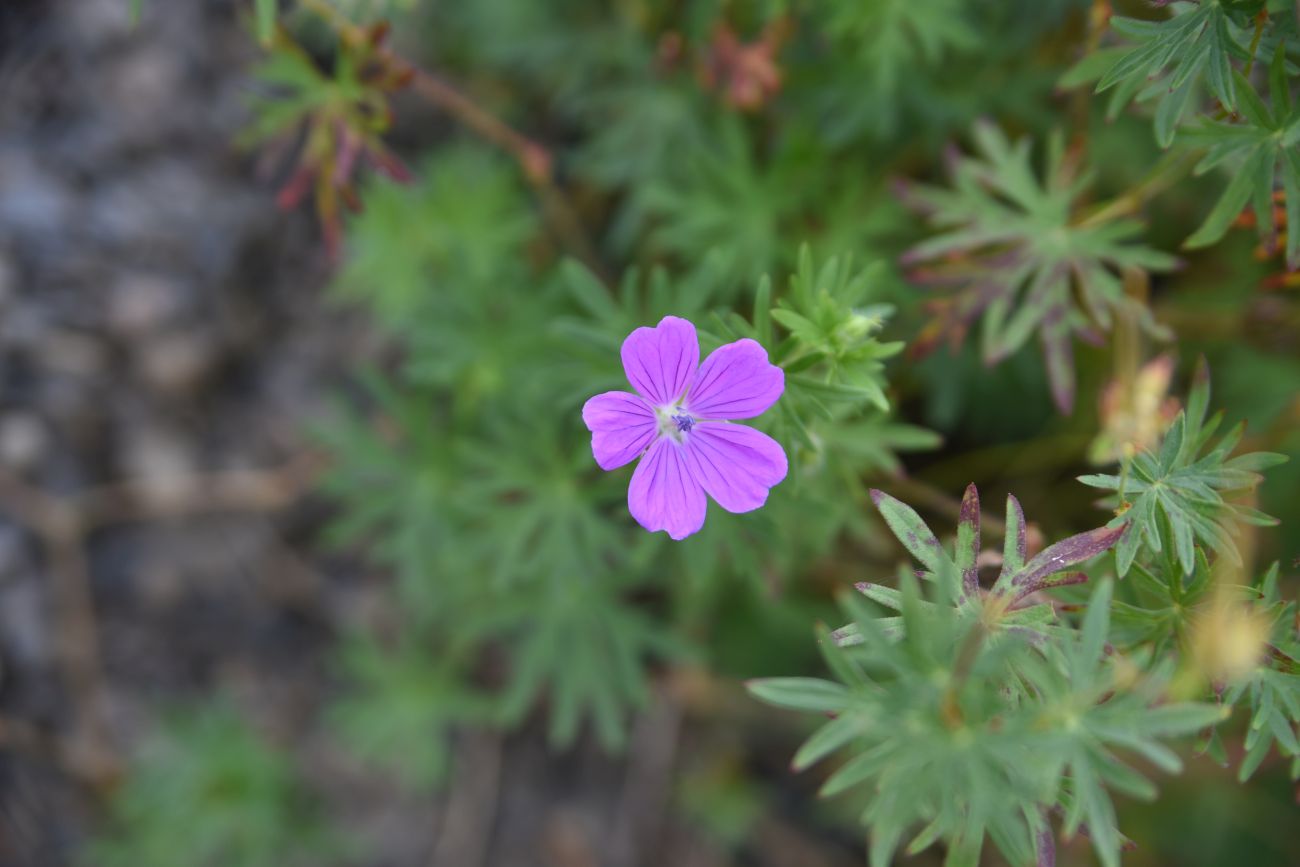 Изображение особи Geranium sanguineum.