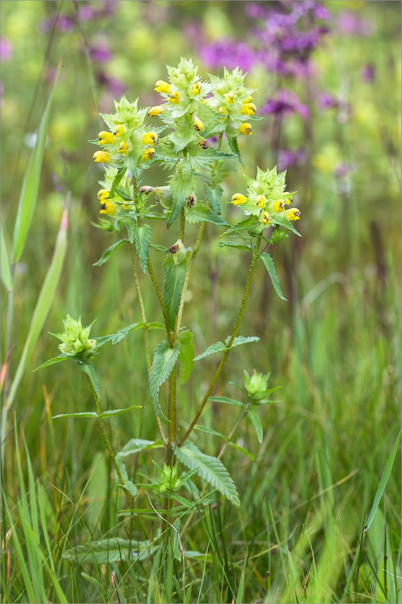 Изображение особи Rhinanthus minor.