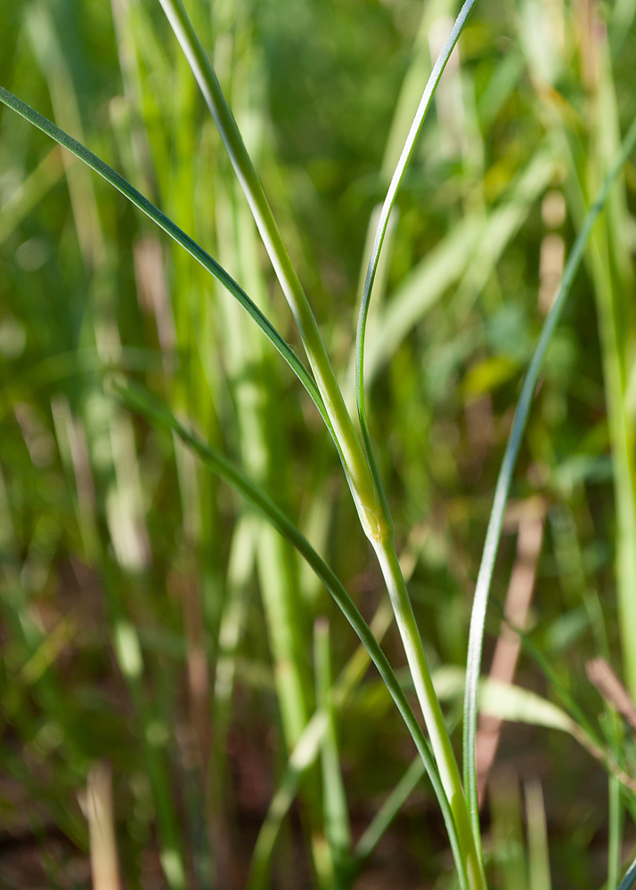 Image of Eremogone saxatilis specimen.