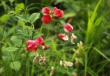 Lathyrus miniatus. Соцветия с цветущими и отцветающими цветками и бутонами. Карачаево-Черкесия, Карачаевский р-н, ущ. Махар-Су, травянистый склон. 08.07.2023.