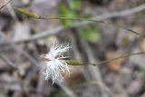 Dianthus tianschanicus