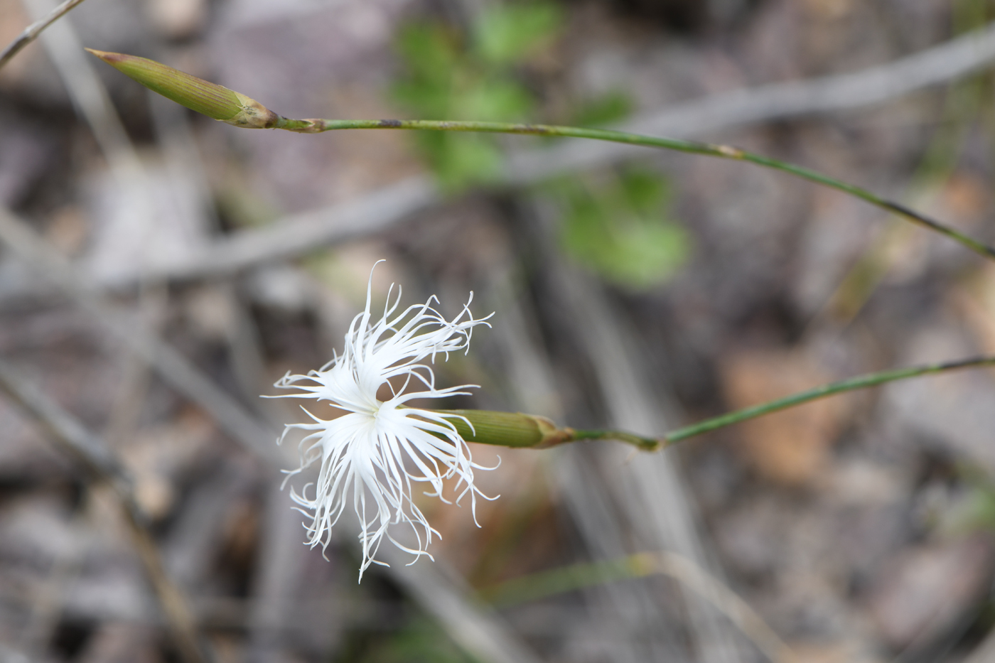 Image of Dianthus tianschanicus specimen.