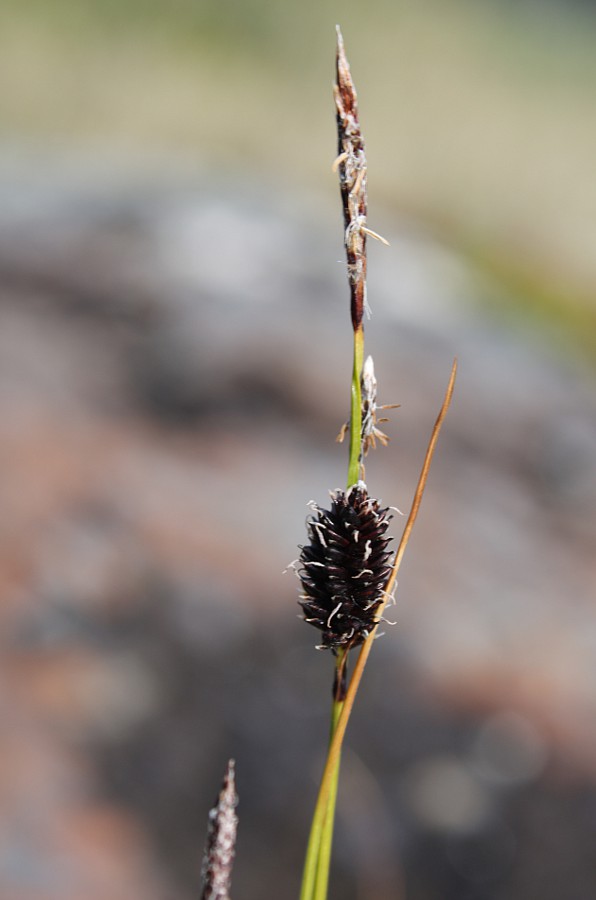 Image of Carex rotundata specimen.