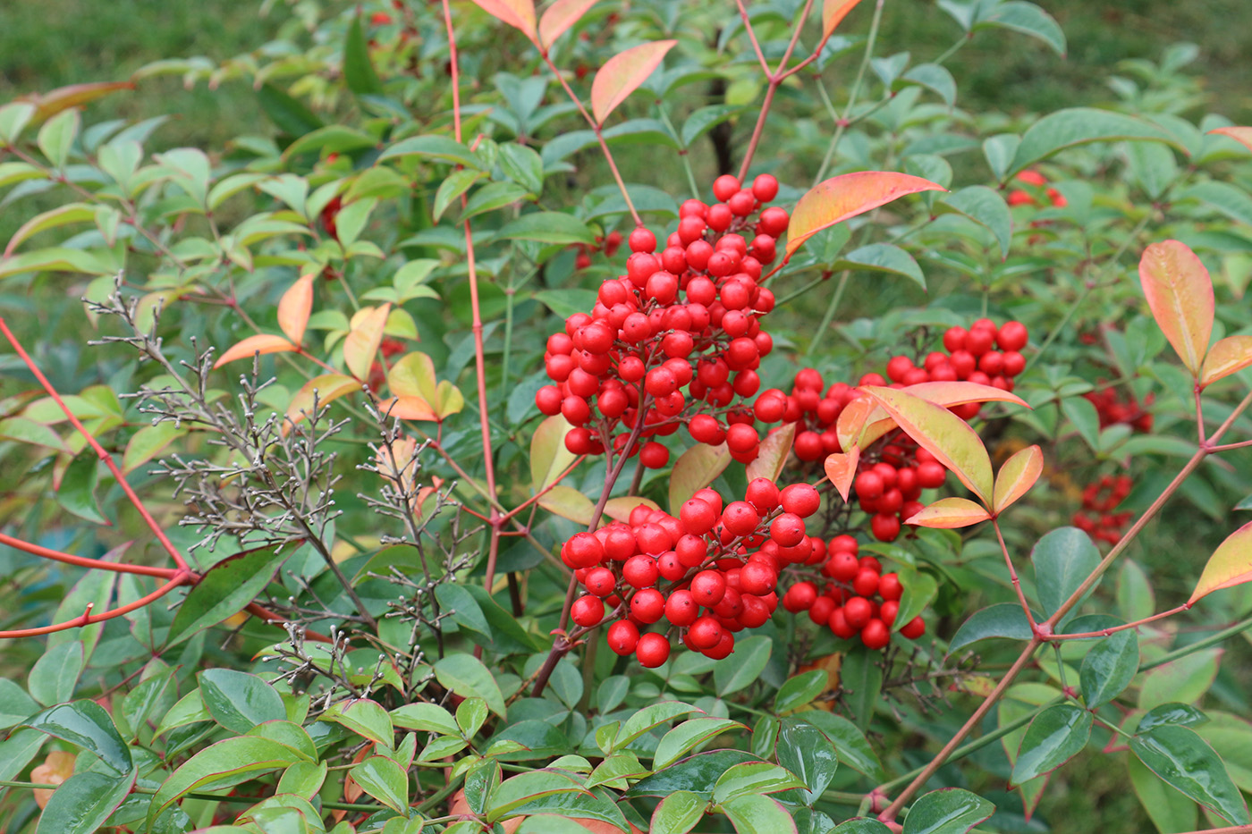 Изображение особи Nandina domestica.