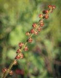 Agrimonia eupatoria. Верхушка плодоносящего побега. Пермский край, г. Пермь, Индустриальный р-н, разнотравный луг. 04.08.2023.