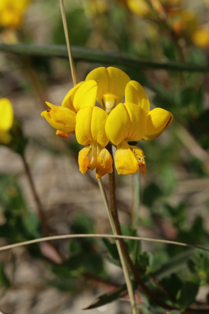 Image of Lotus ruprechtii specimen.