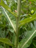 Cirsium heterophyllum. Часть побега. Московская обл., г. Дубна, лесопарк, смешанный лес, небольшая поляна. 17.06.2023.