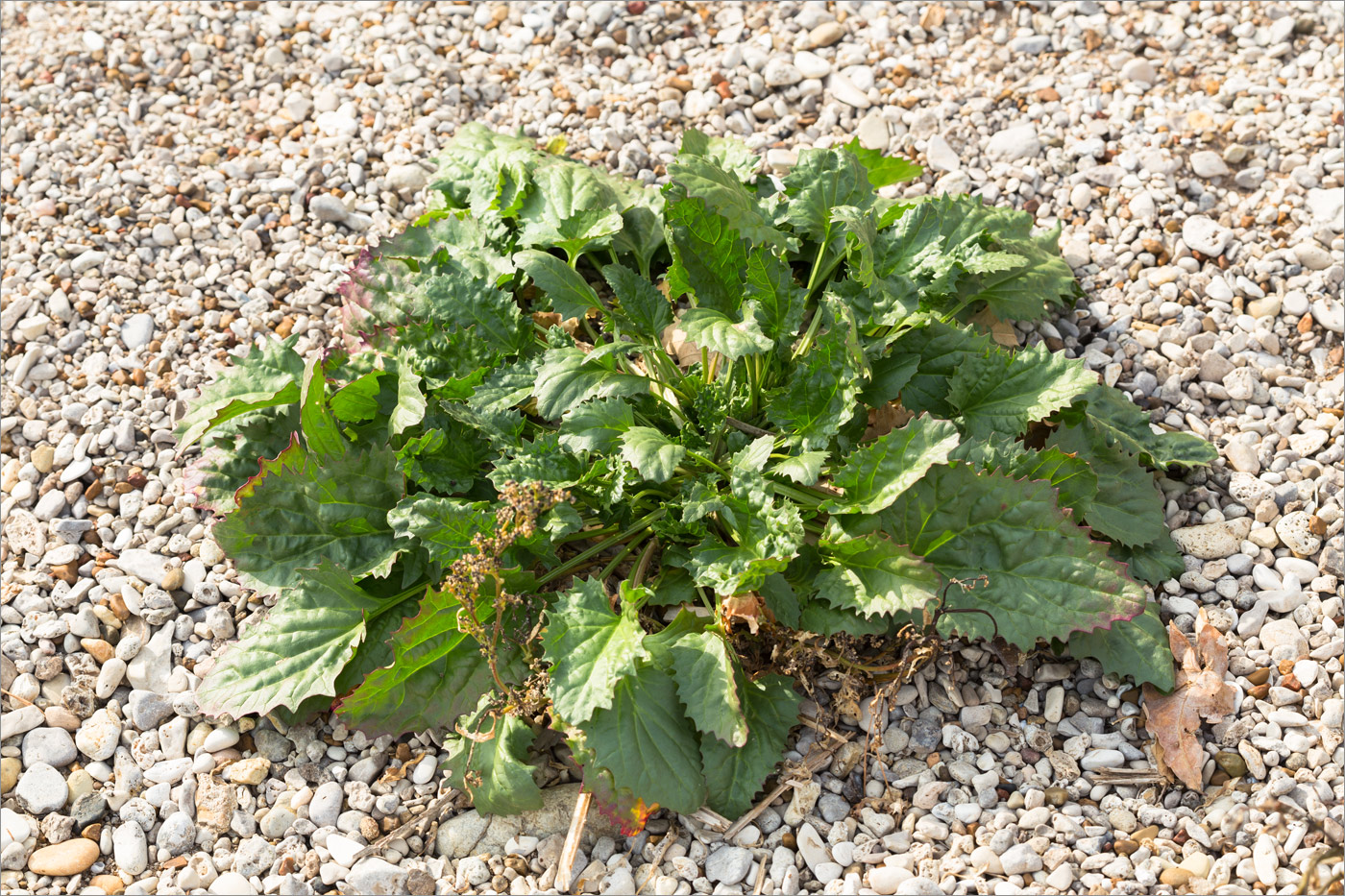 Image of Blitum virgatum specimen.