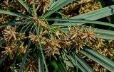 Cyperus involucratus. Соцветия и листья. Египет, мухафаза Каир, г. Каир, пруд, в воде у берега. 08.05.2023.