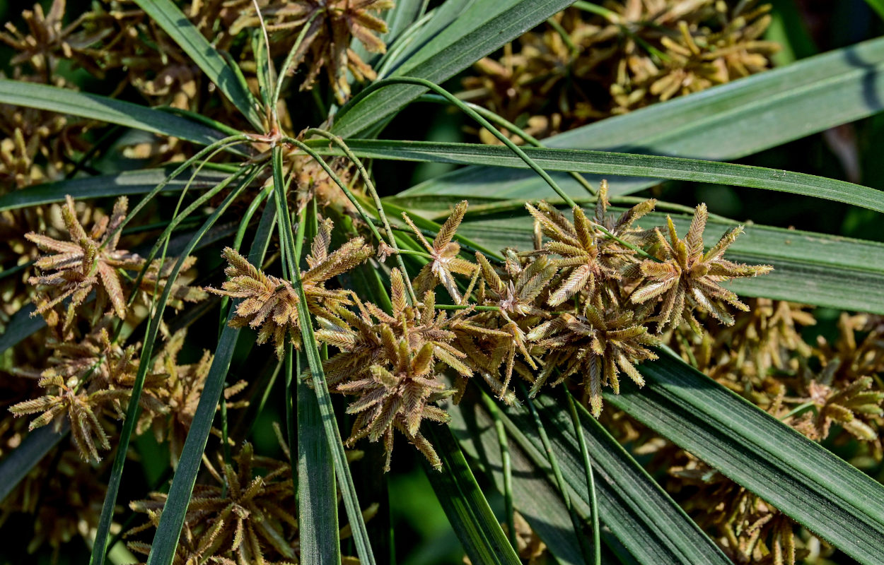 Image of Cyperus involucratus specimen.