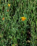 Eschscholzia californica. Верхушки цветущих и плодоносящих растений. Грузия, Аджария, Батумский ботанический сад, в культуре. 16.06.2023.