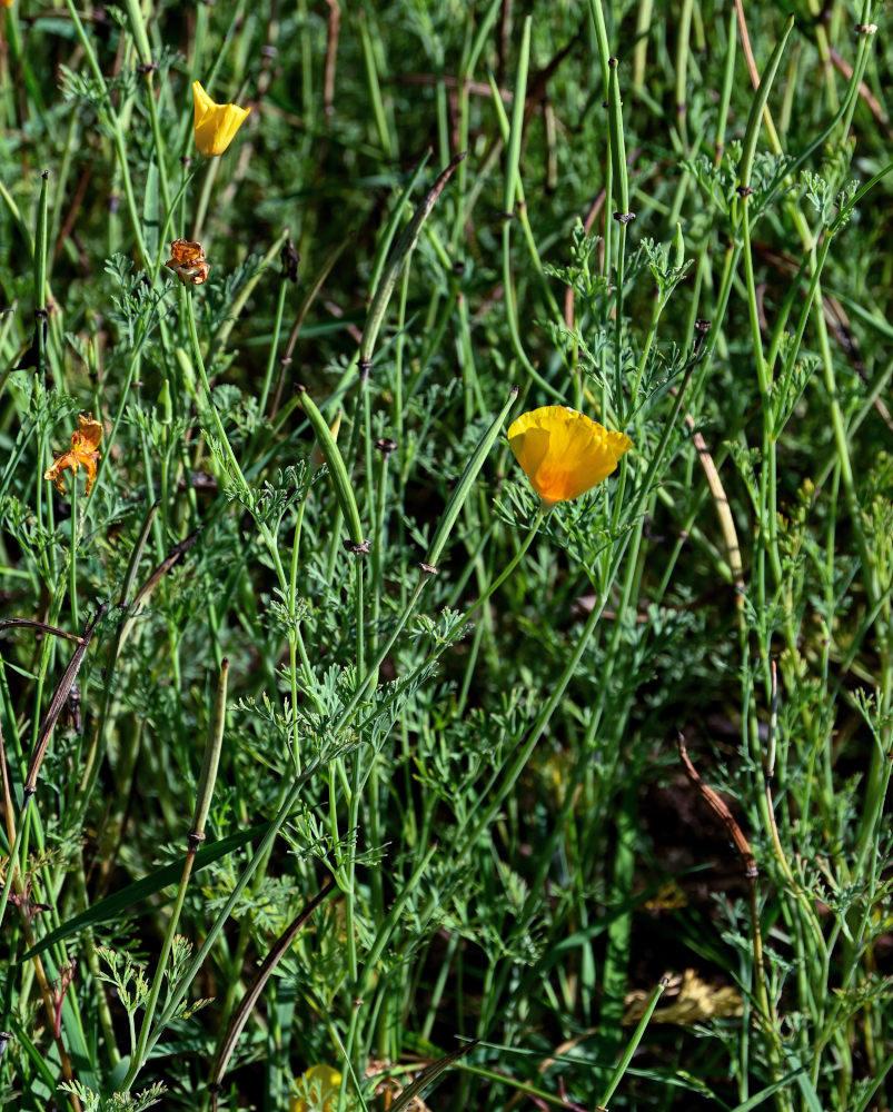 Изображение особи Eschscholzia californica.