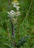 Filipendula ulmaria