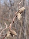 Corylus mandshurica