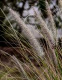 Pennisetum setaceum