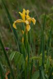 Iris halophila. Верхушка цветущего растения на степном участке. Ставропольский край, окр. Сенгелеевского озера. 11.05.2023.