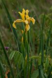 Iris halophila