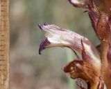 Orobanche grenieri