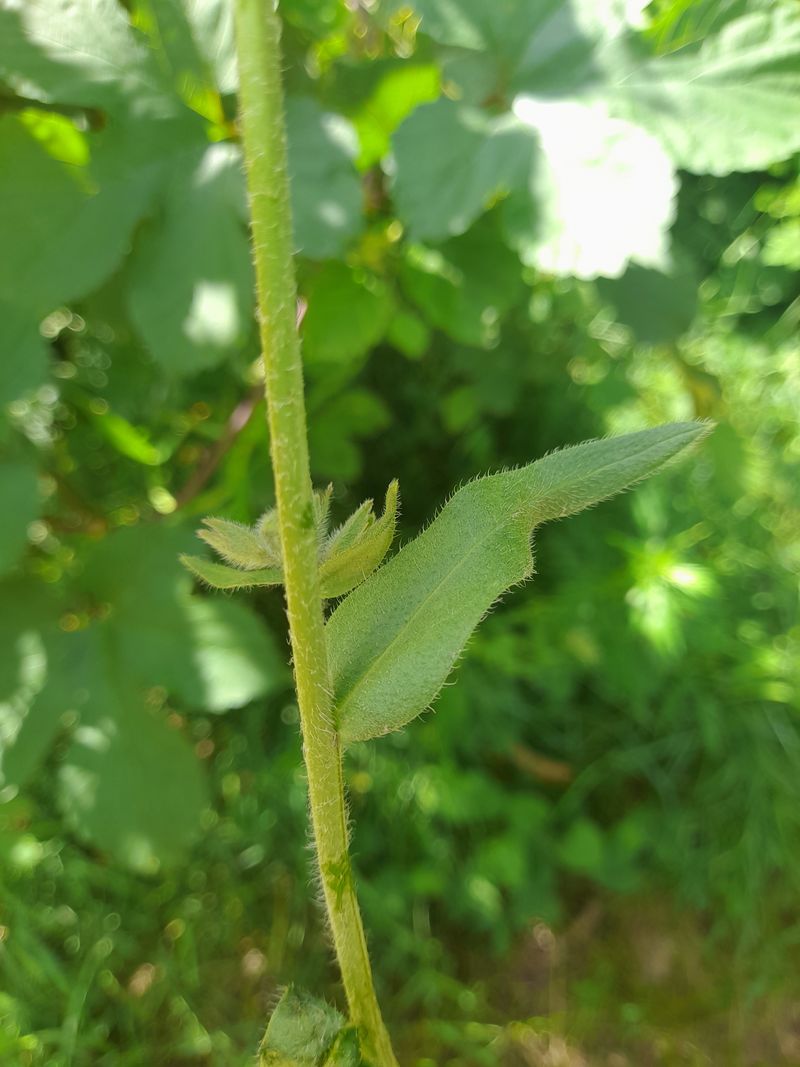 Image of Anchusa officinalis specimen.