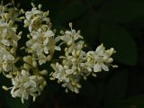 Syringa amurensis