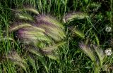 Hordeum jubatum. Верхушки побегов с соцветиями. Красноярский край, гор. округ Норильск, пос. Снежногорск, побережье Усть-Хантайского водохранилища, луговой склон. 27.07.2023.