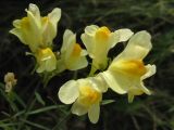 Linaria vulgaris. Соцветия. Смоленская обл., Смоленский р-н, окр. пос. Каспля, сухой луг. 11.08.2009.