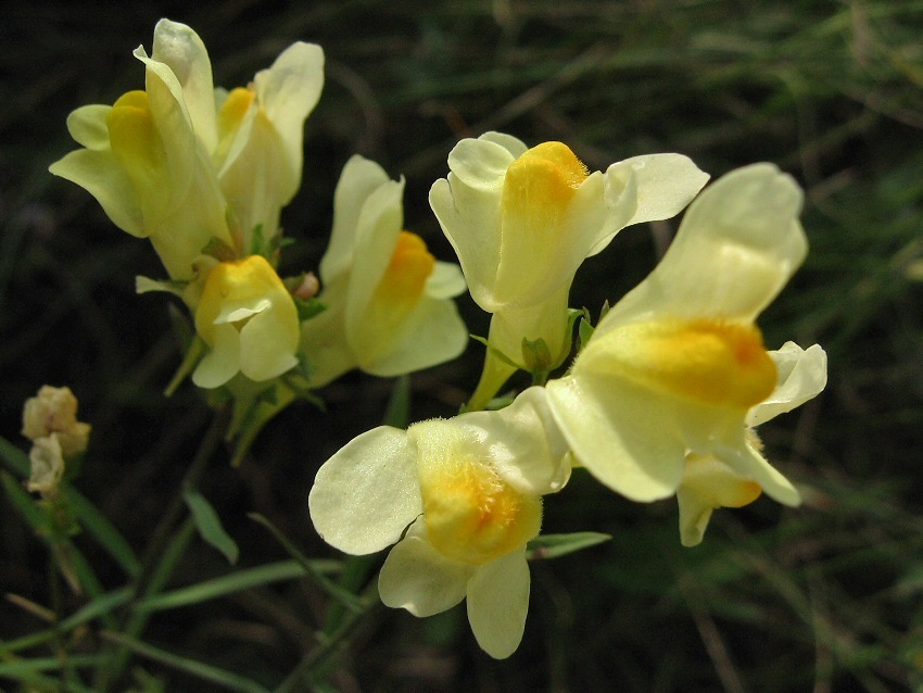 Image of Linaria vulgaris specimen.