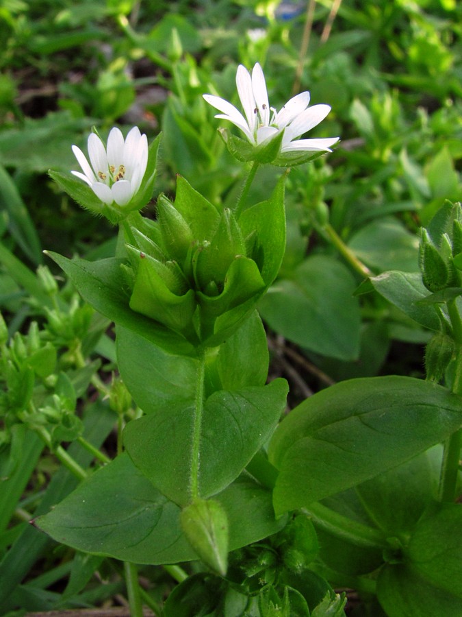 Image of Stellaria media specimen.