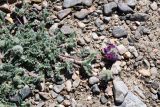 Oxytropis tianschanica. Верхушка побега с цветущим и бутонизирующим соцветиями. Таджикистан, Горно-Бадахшанская автономная обл., Мургабский р-н, Аличурская дол., выс. ≈ 3800 м н.у.м., каменистый участок поймы реки. 4 июля 2024 г.