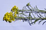 Erysimum ruscinonense. Верхушка цветущего растения. Испания, Каталония, пров. Жирона, комарка Рипольес, муниципалитет Сеткасес, окр. курорта \"Вальтер 2000\", ≈1900 м н.у.м., крутой склон юго-западной экспозиции, прогалина в сосновом (Pinus uncinata) лесу. 23.06.2024.