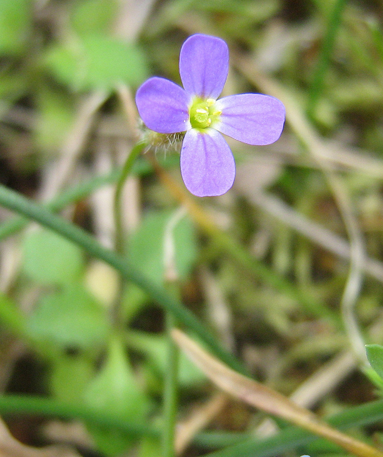 Image of Arabis verna specimen.