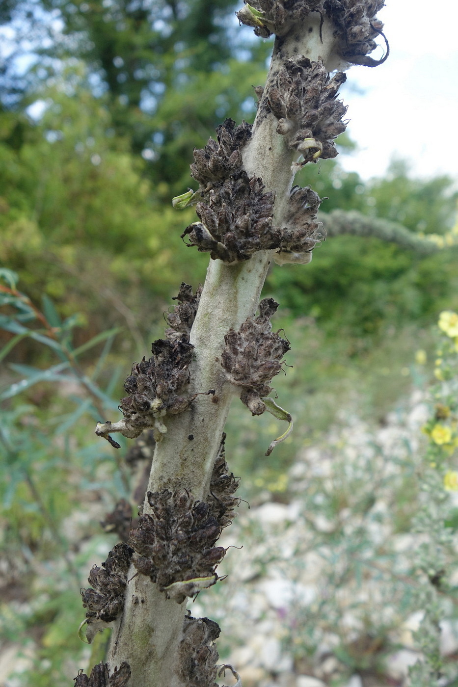 Image of Verbascum gnaphalodes specimen.