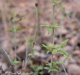 Perovskia abrotanoides