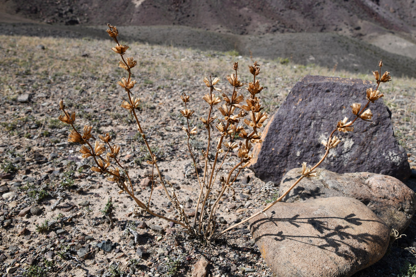 Image of Phlomoides zenaidae specimen.