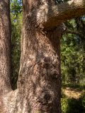 Cedrus libani