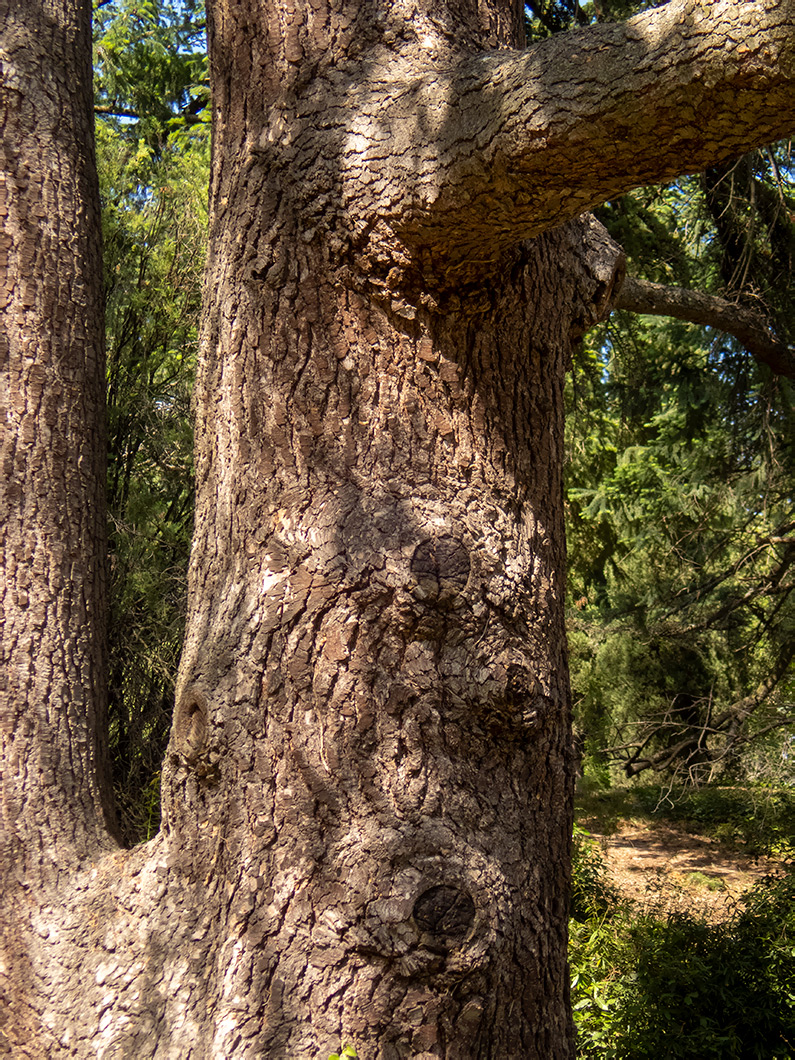 Image of Cedrus libani specimen.