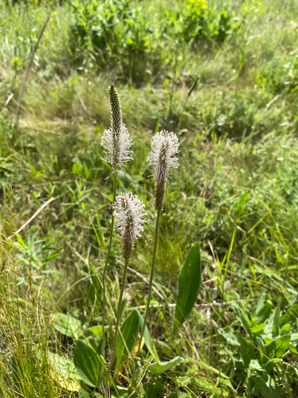 Image of Plantago urvillei specimen.
