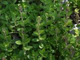 Teucrium chamaedrys