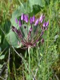 Allium longiradiatum