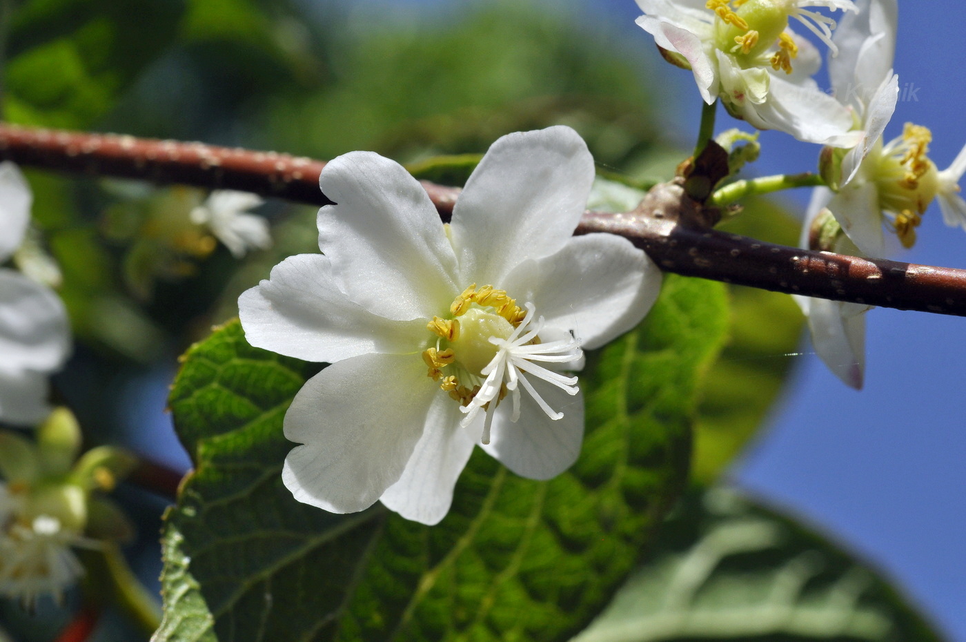 Изображение особи Actinidia kolomikta.