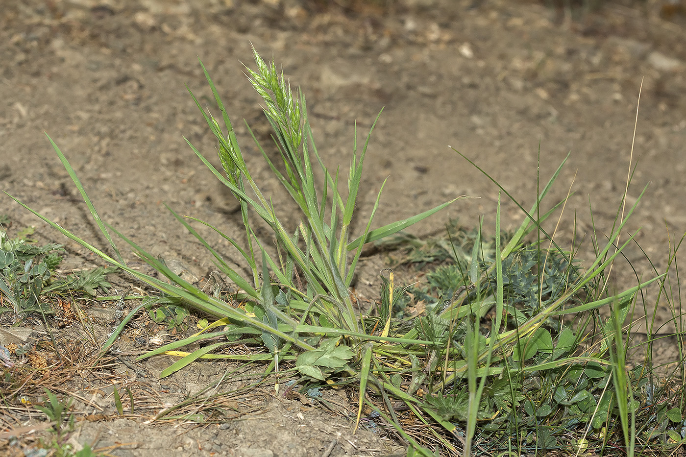 Изображение особи Bromus hordeaceus.
