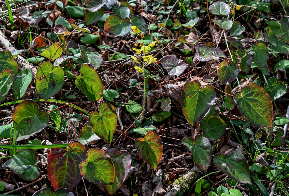 Изображение особи Epimedium colchicum.