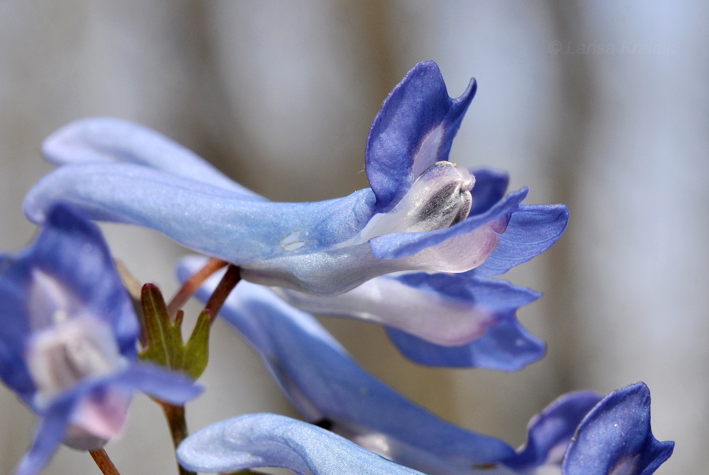 Изображение особи Corydalis ambigua.