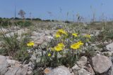 Helianthemum georgicum. Цветущее растение. Крым, Севастополь, Ай-Петринская яйла, г. Балчик-Кая. 08.06.2025.