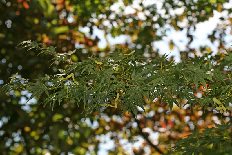 Изображение особи Acer palmatum.