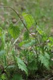 Humulus lupulus. Молодой побег (рядом — побеги Galium). Беларусь, Витебская обл., окр. г. Городок, ур. Бас-остров (мыс между оз. Луговое и Ореховое), травяной сосняк с вырубленным подлеском, у тропы. 02.05.2025.